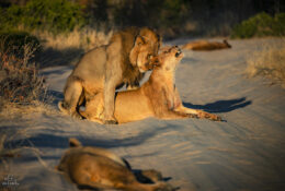 Botswana (2/52)